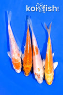 PACK OF (4) 4.25-4.5" STANDARD KOI