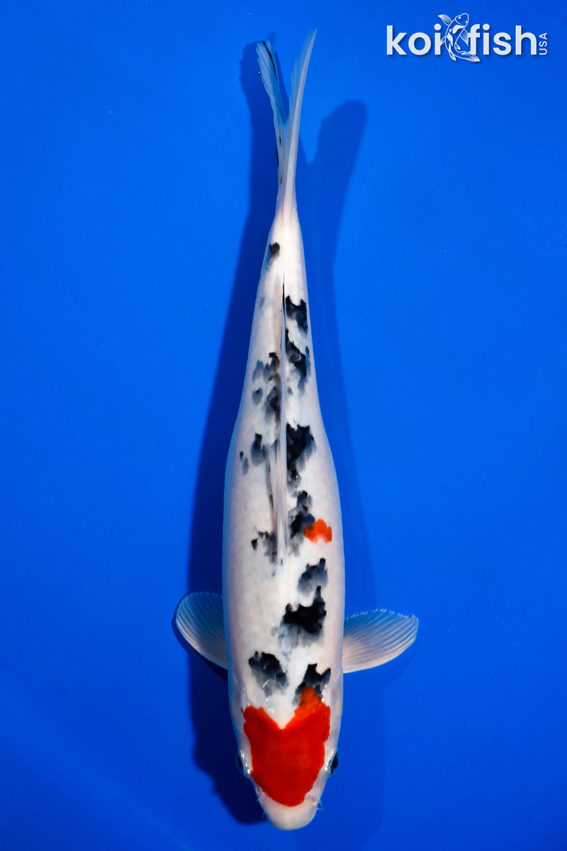 12.25" SANKE