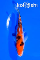 5.25" SANKE