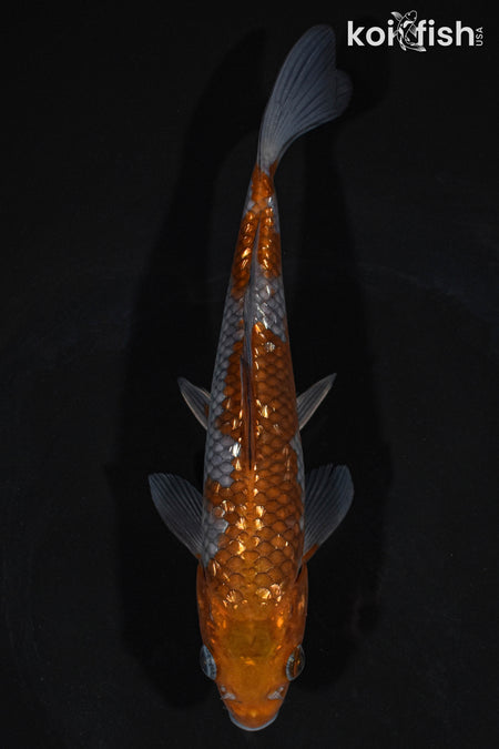 6.5" GINRIN OCHIBA SHIGURE
