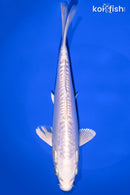 8.75" DOITSU PLATIUM OGON
