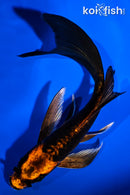 6" BENI KIKOKURYU BUTTERFLY