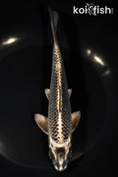 7.5" GINGA