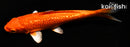 5.5" GINRIN ORENJI OGON