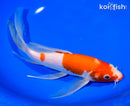 9.5" KOHAKU BUTTERFLY