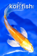 4.5" HARIWAKE BUTTERFLY