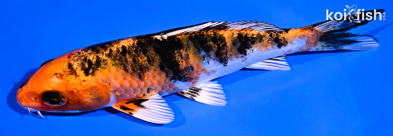 5.5" YAMATO NISHIKI