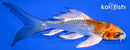 5.25" KUJAKU BUTTERFLY