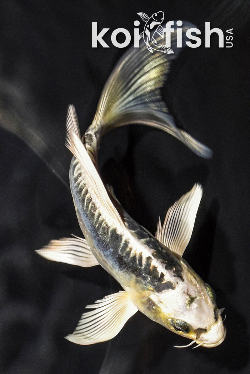 5.75" KIKOKURYU BUTTERFLY