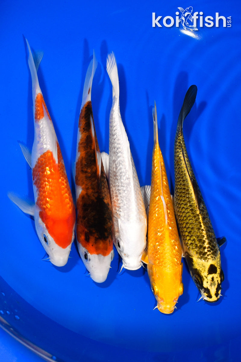 PACK OF (5) 5.75"-6.25" STANDARD KOI