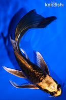 6.25" ARAGOKE BENI KIKOKURYU BUTTERFLY