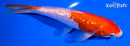 6.25" GINRIN KOHAKU