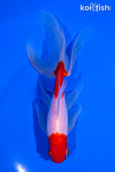 6" MARUTEN SARASA WATONAI GOLDFISH