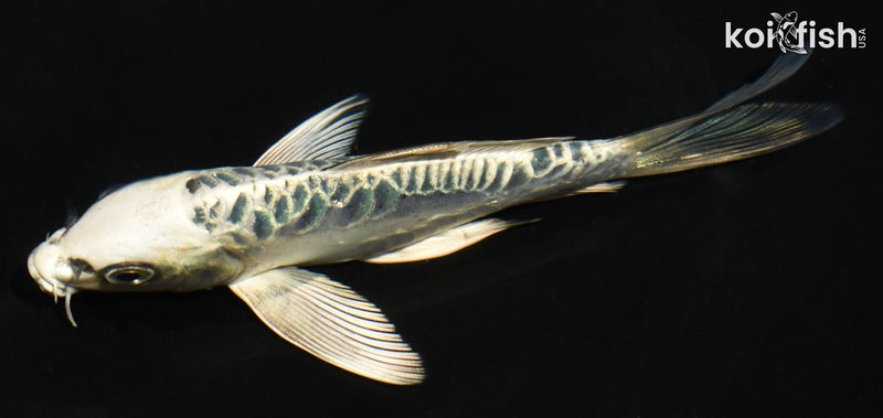 6" ARAGOKE KIKOKURYU BUTTERFLY