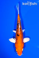 6.75" HEISEI NISHIKI