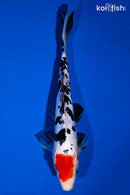 10.5" MARUTEN DOITSU SANKE