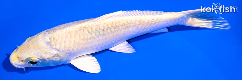 5.25" YAMABUKI OGON
