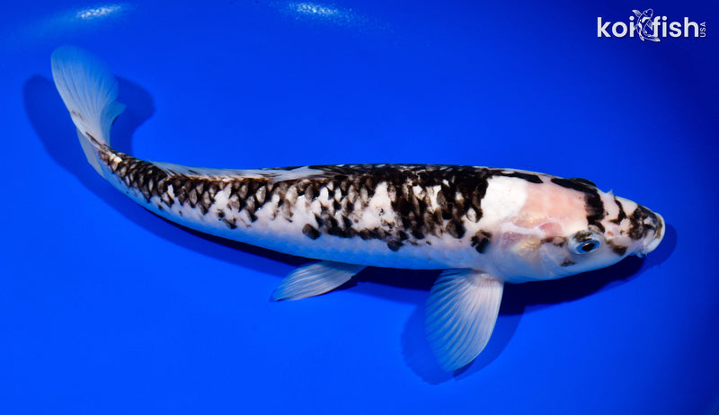 12.75" MATSUKAWABAKE