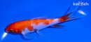 5.5" KOHAKU BUTTERFLY