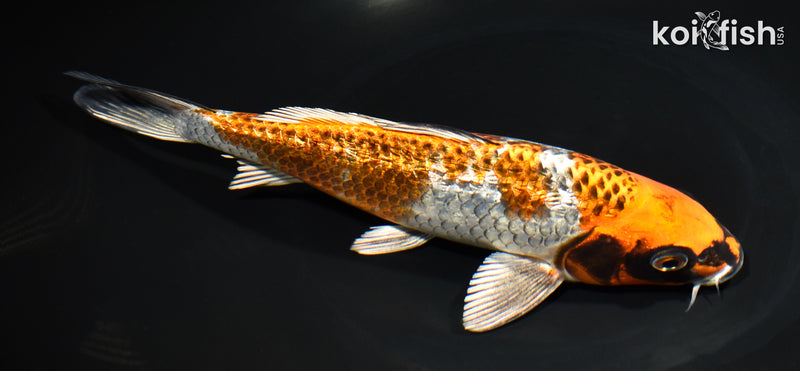 8.75" GINRIN BENI GINGA