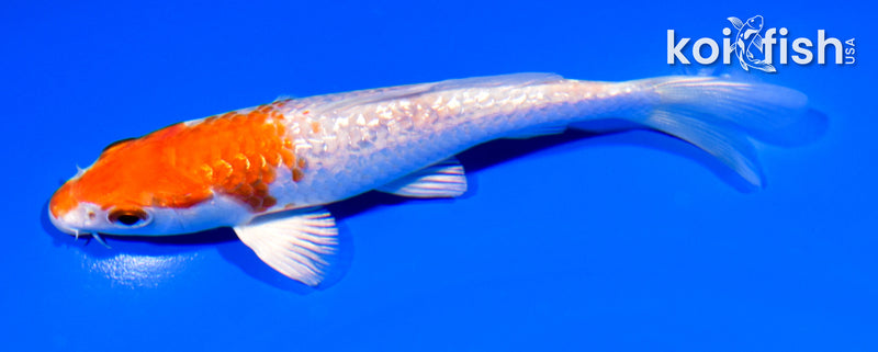 5.25" GINRIN HARIWAKE