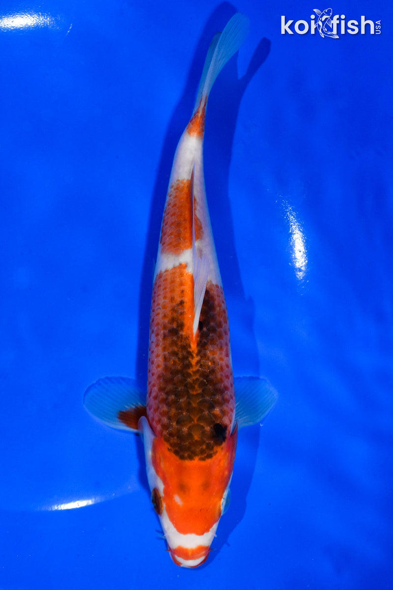 7.5" GOROMO