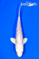 6.25" GINRIN PLATINUM OGON