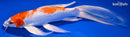 8.75" HARIWAKE BUTTERFLY