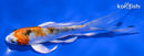 5" YAMATO NISHIKI BUTTERFLY