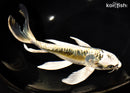 10" KIN KIKOKURYU BUTTERFLY