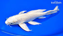 8.25" PLATINUM OGON BUTTERFLY