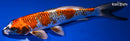 9.5" BENI GINGA