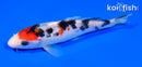 5.5" SANKE