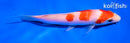 5" KOHAKU