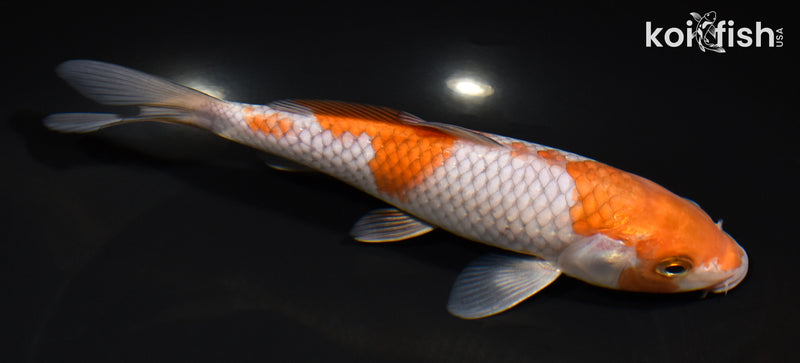 7.5" OCHIBA SHIGURE