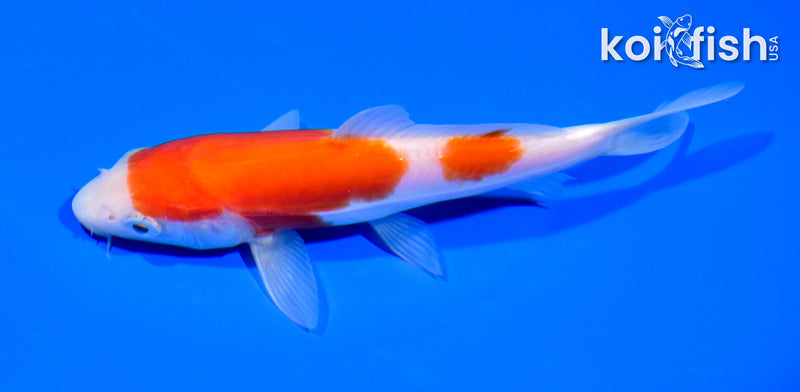 5.75" LEATHER KOHAKU