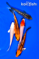 PACK OF (5) 4.5-5" STANDARD KOI