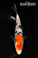 6.75" GINRIN SANKE
