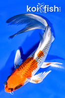 7.5" KUJAKU BUTTERFLY