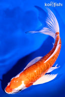 8.5" HEISEI NISHIKI BUTTERFLY