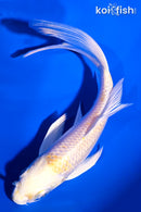 5.75" LEMON HARIWAKE BUTTERFLY