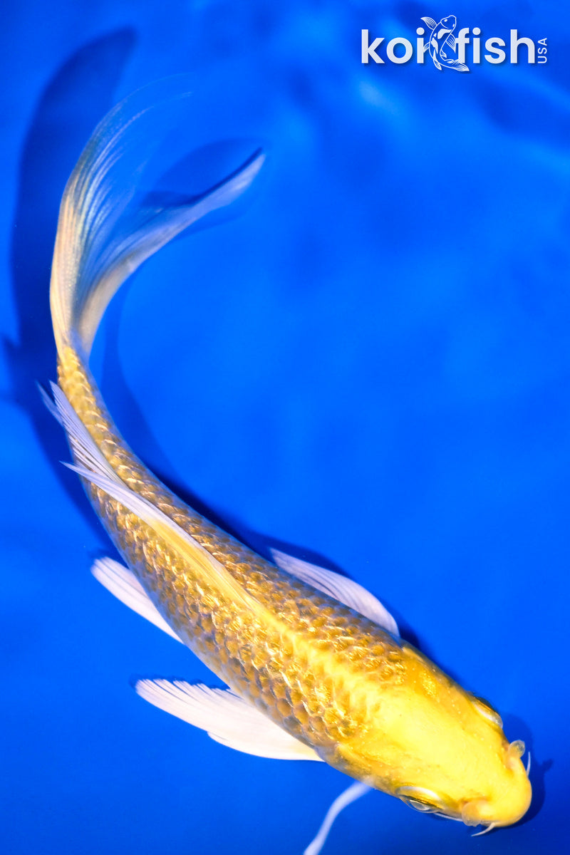 5" GINRIN YAMABUKI OGON BUTTERFLY