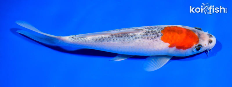 7.25" GOSHIKI