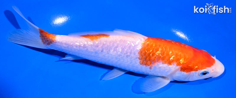 7.5" GINRIN SAN KOHAKU