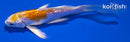 4.75" LEMON HARIWAKE BUTTERFLY