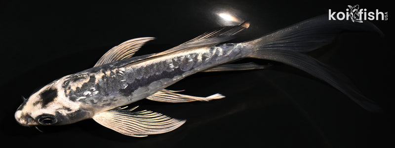 5.5" GINRIN ARAGOKE KIKOKURYU BUTTERFLY