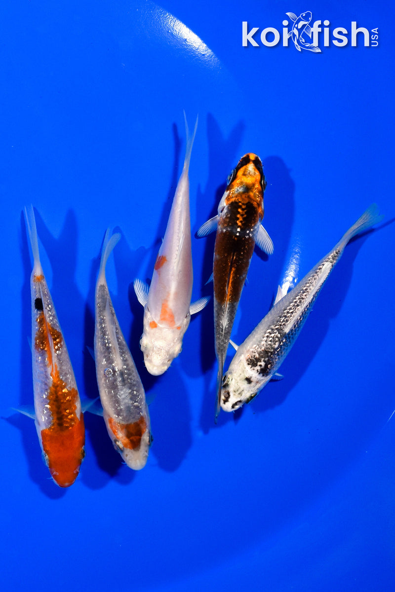 PACK OF (5) 3.5"- 4" STANDARD KOI