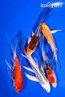 PACK OF (5) 4-5.5" BUTTERFLY KOI