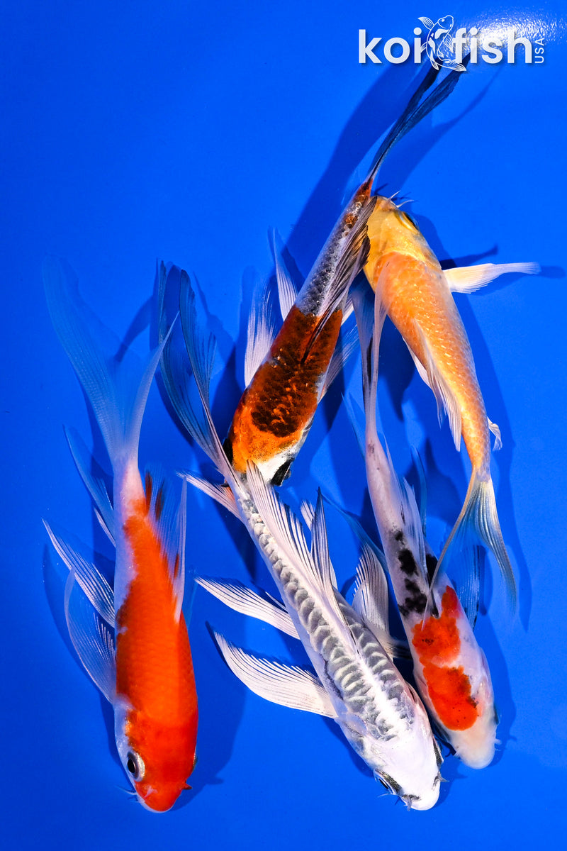 PACK OF (5) 4-5.5" BUTTERFLY KOI