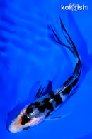 4.5" SANKE BUTTERFLY